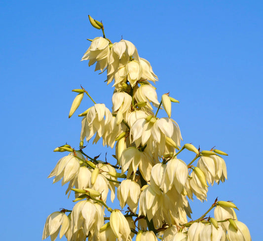 Yucca angustifolia