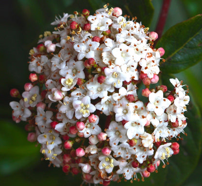 Viburnum tinus, eine Traube kleiner weißer Blüten mit rosa Knospen und grünen Blättern