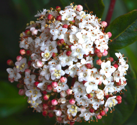 Viburnum tinus 40-50cm