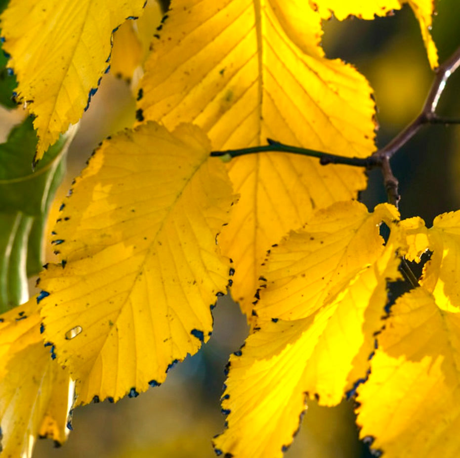 Tilia tomentosa 150-200cm