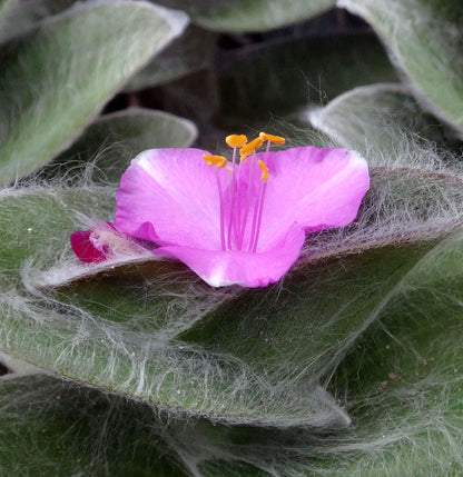 Tradescantia sillamontana 15-20cm