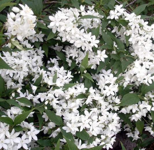 Deutzia gracilis