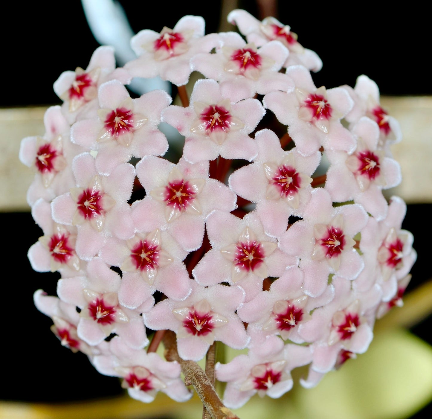 Hoya carnosa