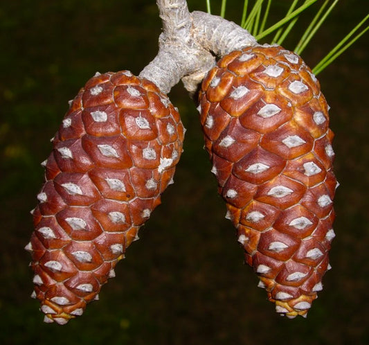 Pinus halepensis