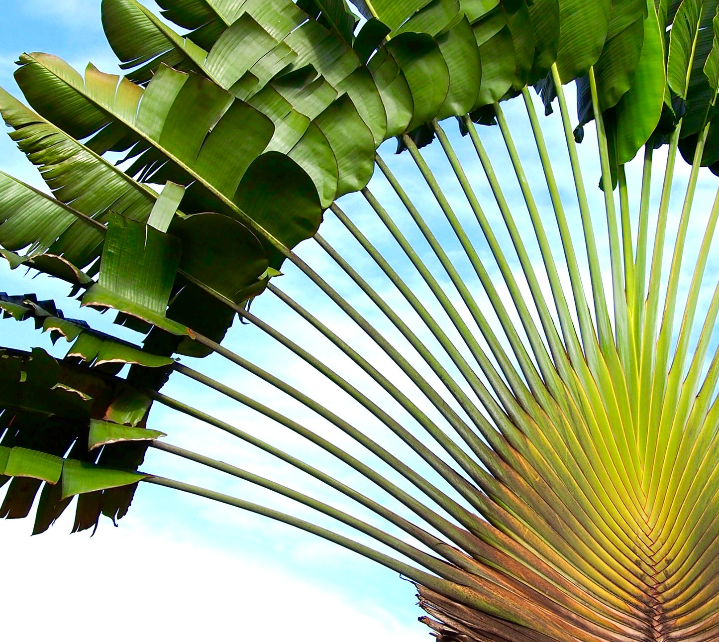 Ravenala madagascariensis SEEDS