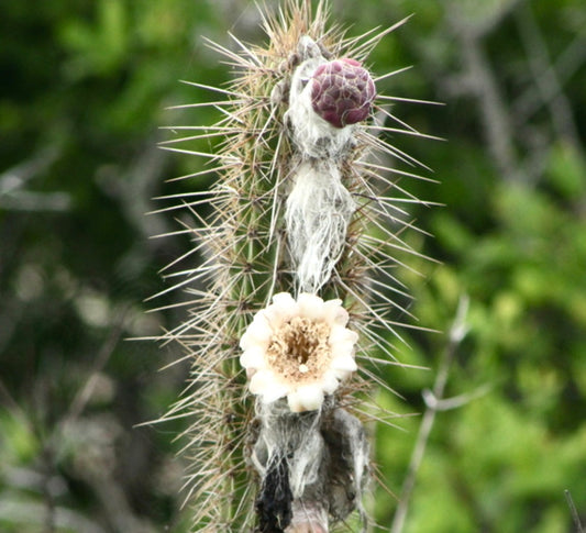 Pilosocereus collinsii SEEDS