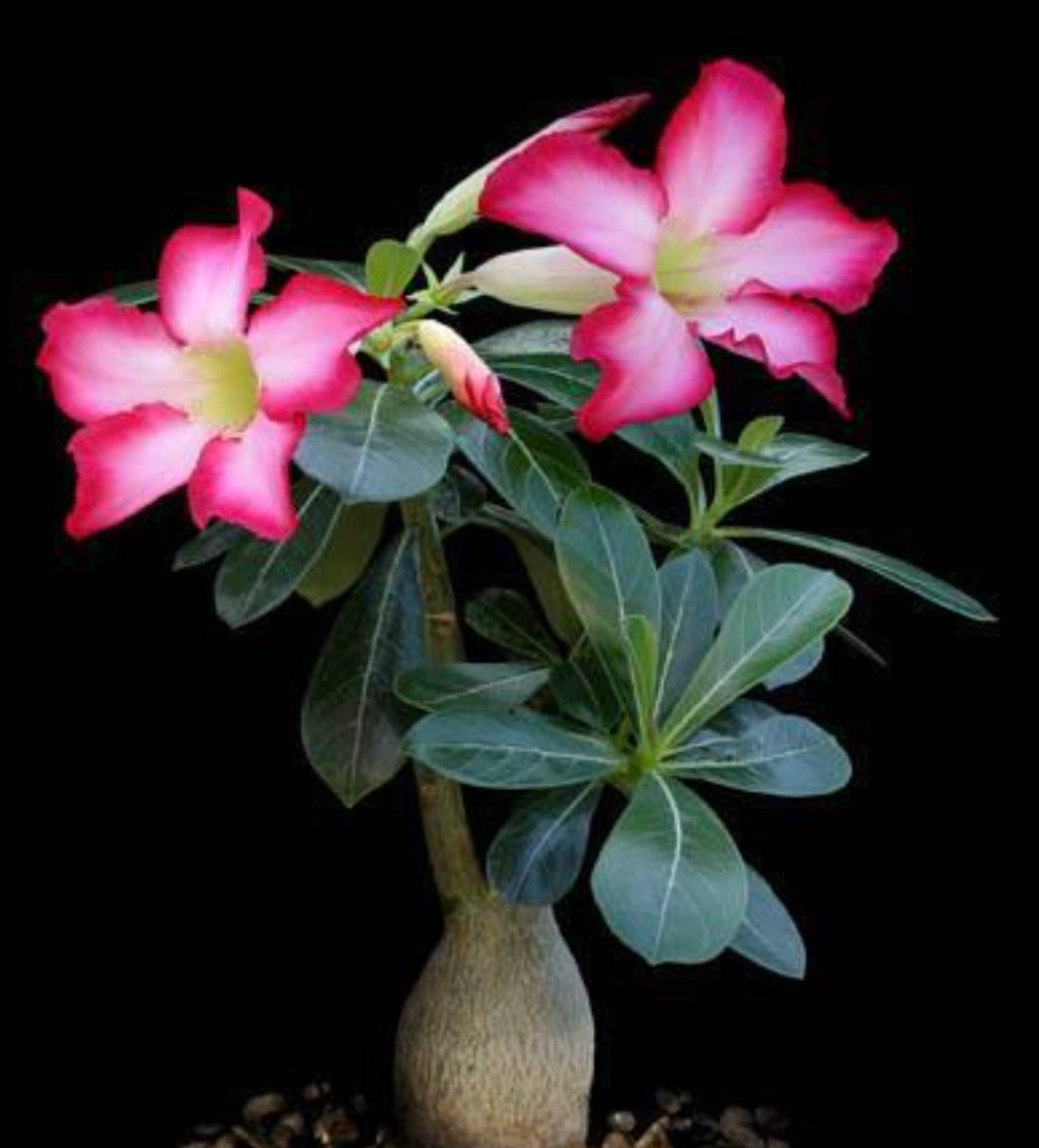 Adenium obesum 6-12cm