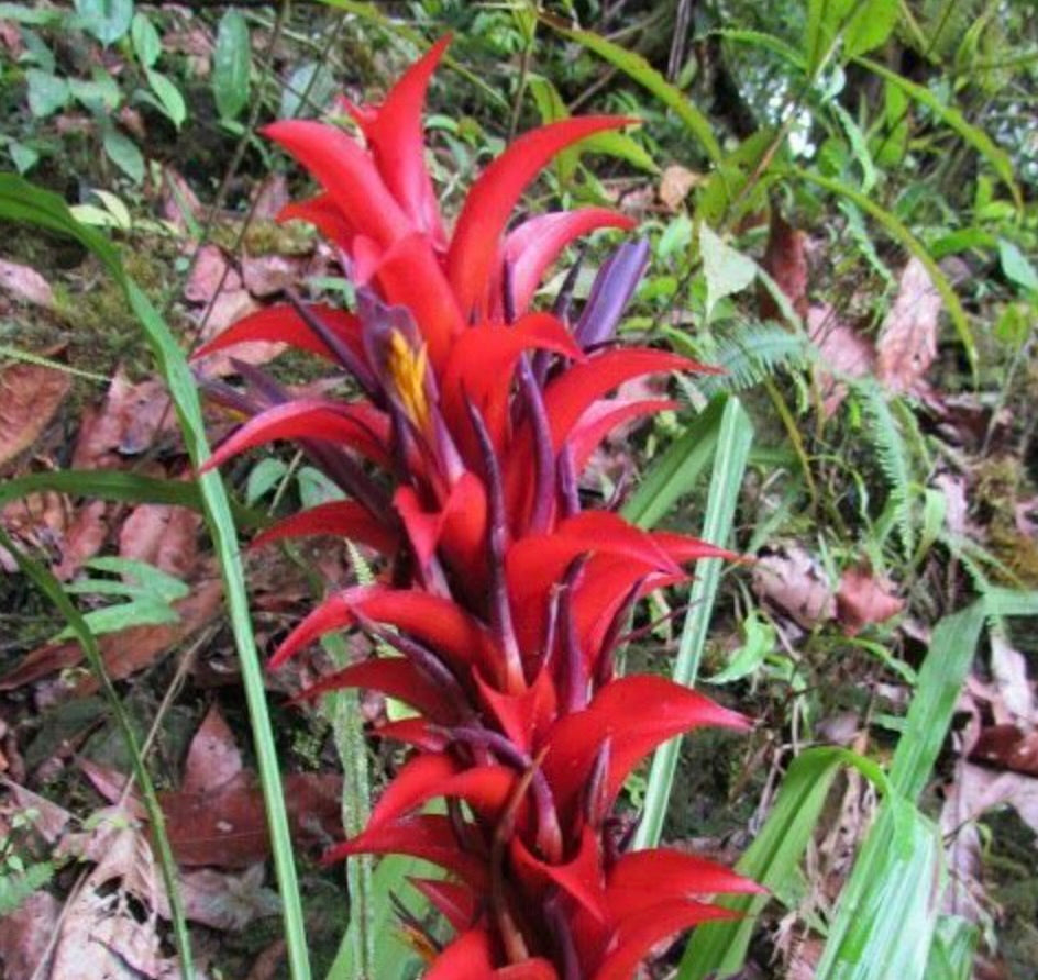 Pitcairnia squarrosa SEEDS