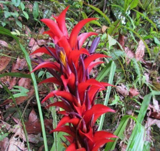 Pitcairnia squarrosa SEEDS