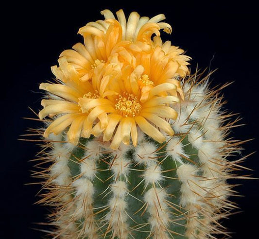 Parodia ayopayana SEEDS