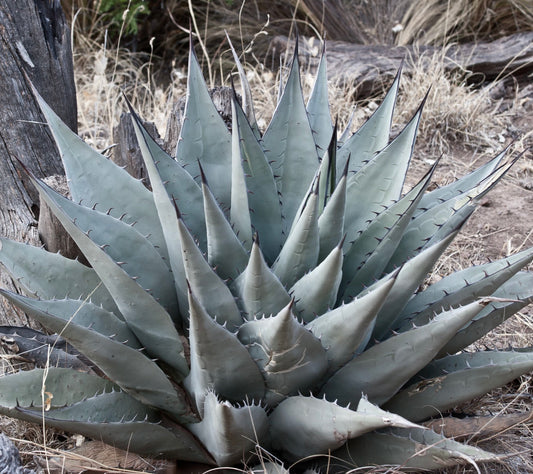 Agave havardiana SEEDS