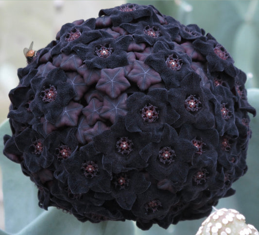 Caralluma acutangola SEEDS