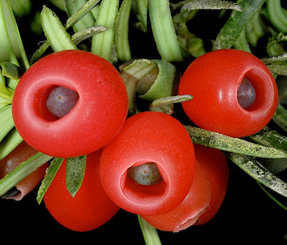 Taxus baccata 10-15cm