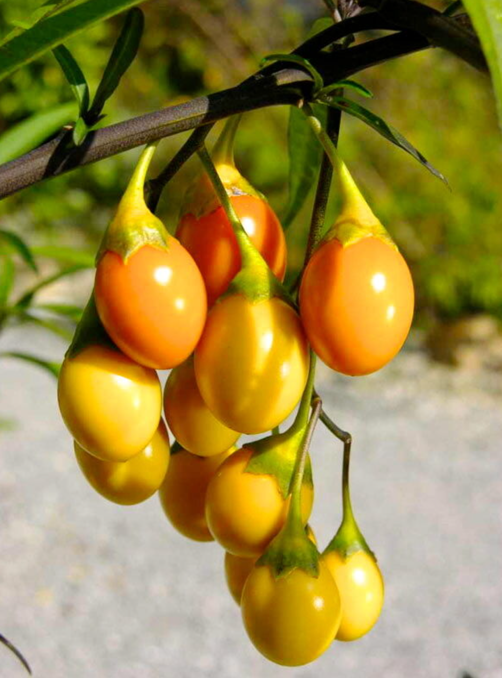 Solanum laciniatum (Kangaroo Apples) SEEDS