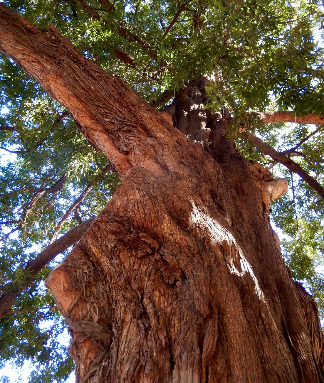 Podocarpus elatus