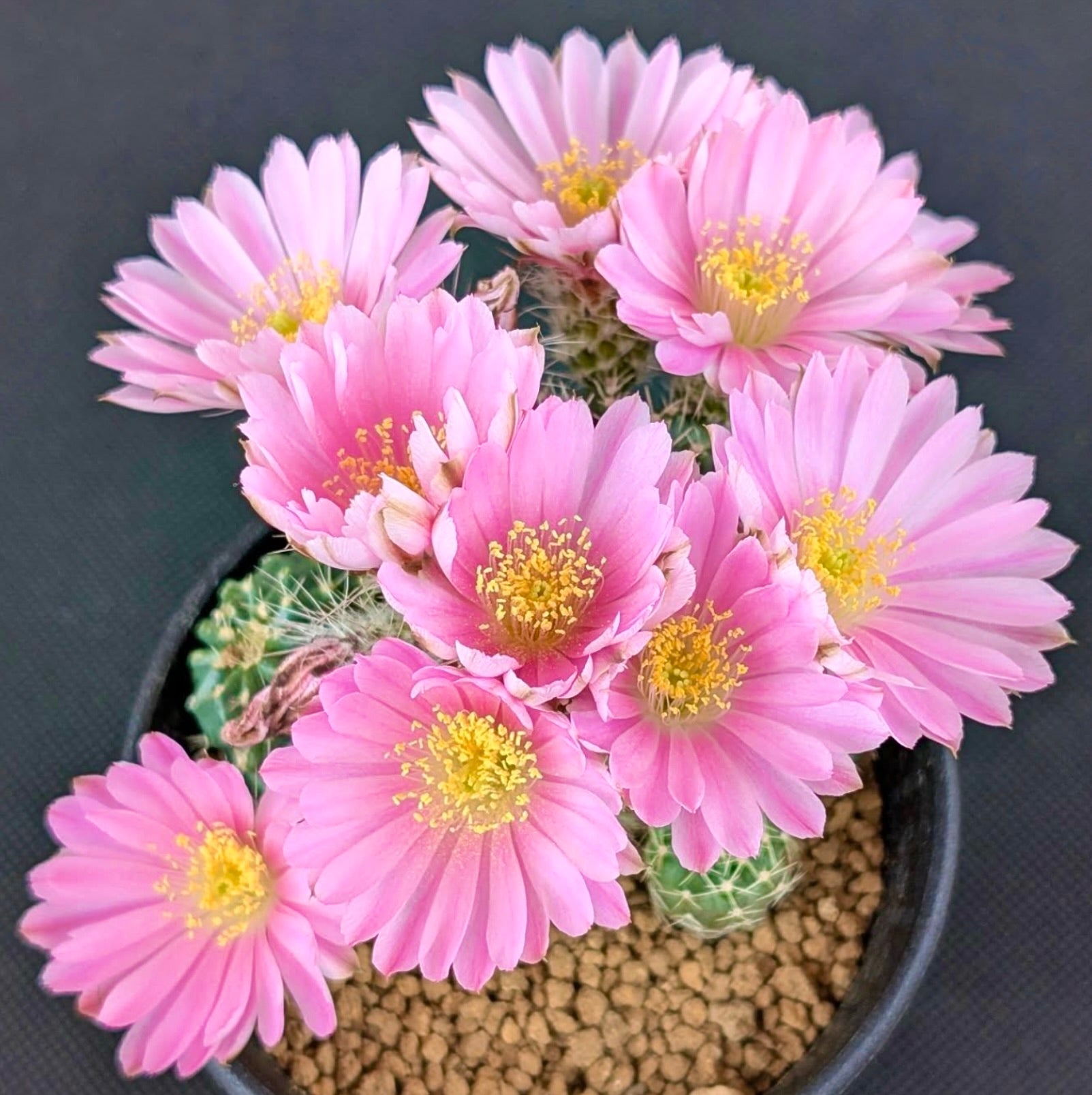 Echinocereus aguirrii cactus with vibrant pink flowers and yellow stamens in pot