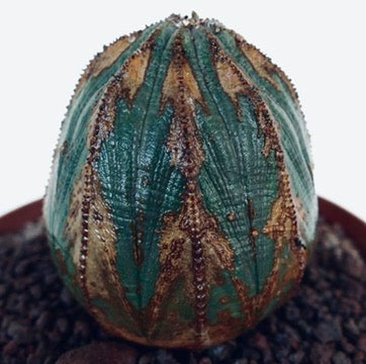 Euphorbia obesa ARROW MONSTER G31