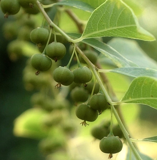 Bagas verdes pendentes de Securinega suffruticosa com folhas alongadas em luz natural