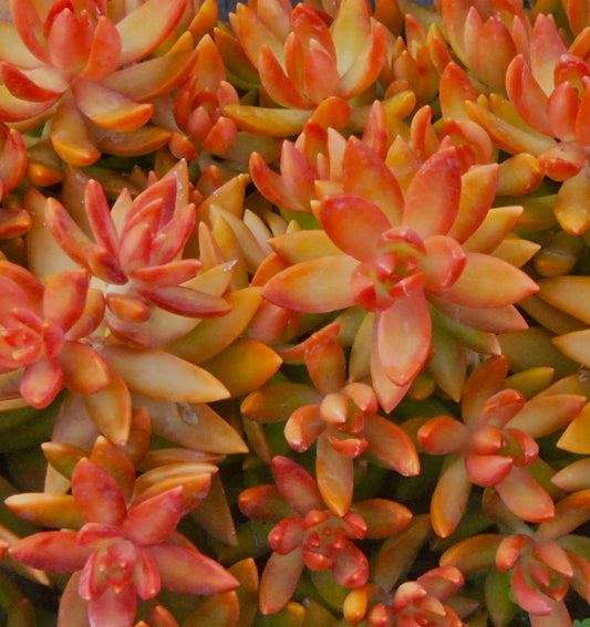 Sedum nussbaumerianum suculenta com folhas carnudas vibrantes em tons de laranja e vermelho agrupadas compactamente