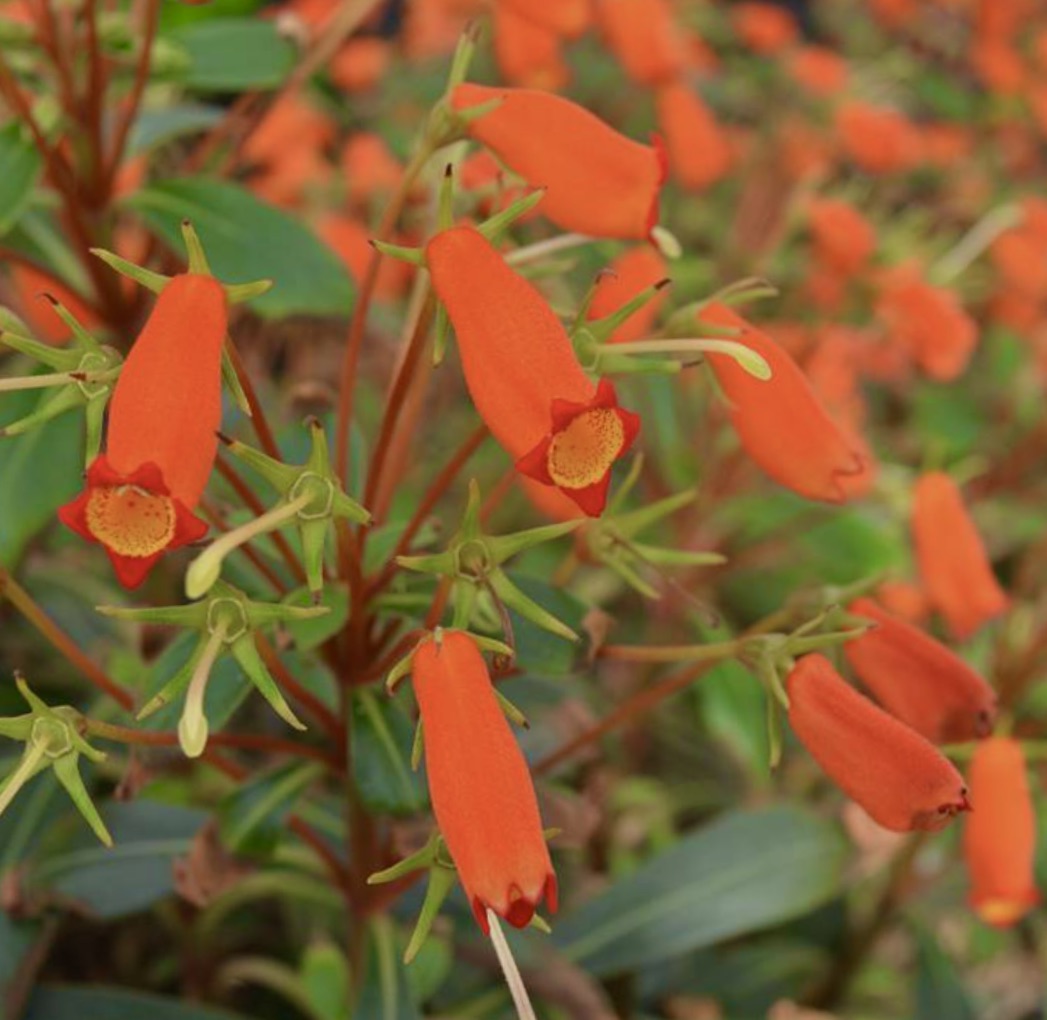 Seemannia sylvatica SEEDS