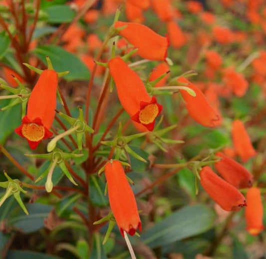 Seemannia sylvatica SEEDS