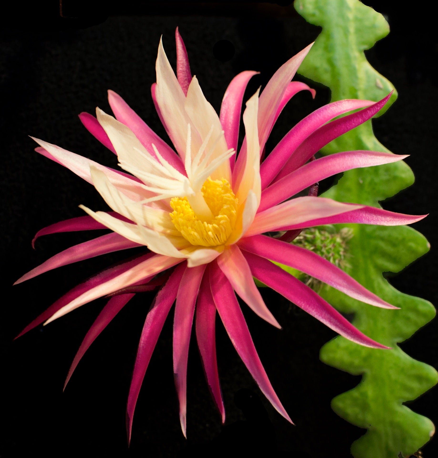 Selenicereus anthonyanus vibrant pink and cream flower with yellow center and green wavy stem