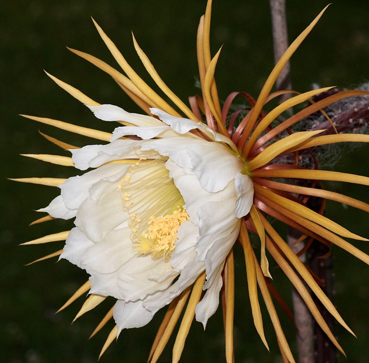 Selenicereus grandiflorus Kuba Pilon SEEDS