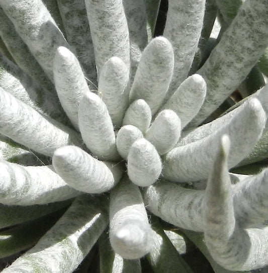 Senecio scaposus