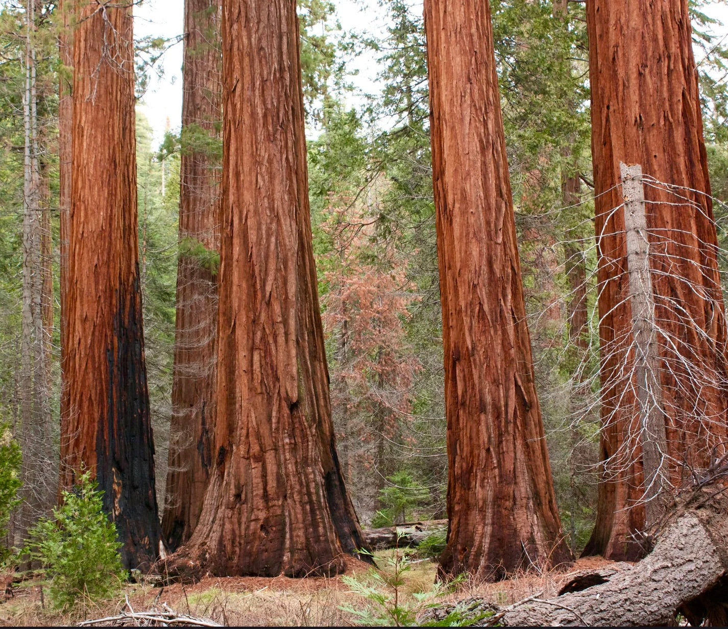 Sequoiadendron giganteum alti alberi giganti con corteccia spessa rossastra in ambiente forestale