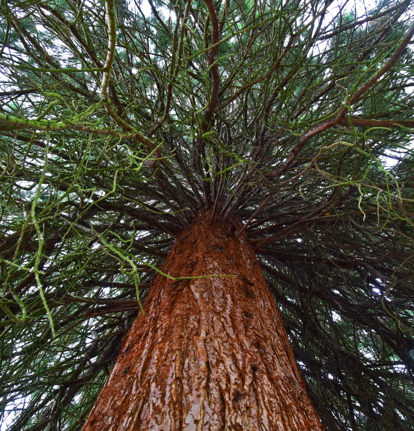 Sequoiadendron giganteum