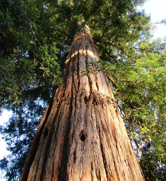 Sequoiadendronsempervirens_gra