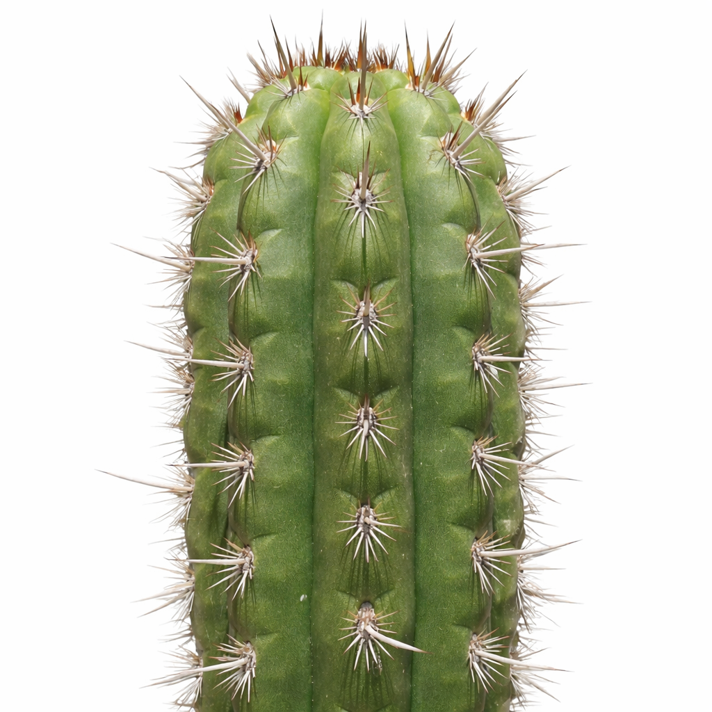 Cactus succulent Seticereus roezlii avec une tige verte haute et côtelée et des épines brunes pointues
