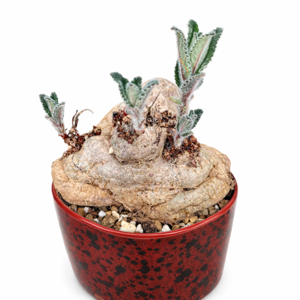 Sinningia tubiflora succulente caudiciforme rare avec des feuilles vertes duveteuses dans un pot décoratif