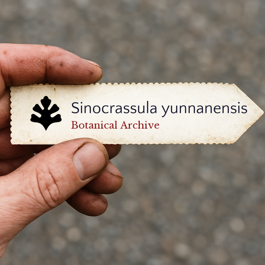 シノクラッスラ・ユンナネンシスの種子