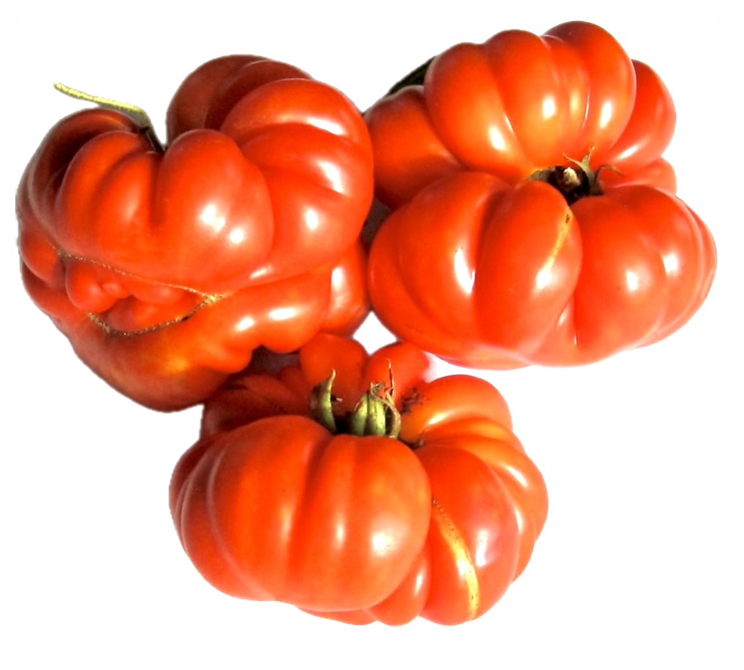 Solanum lycopersicum TOMATO "Costoluto Genovese' SEEDS