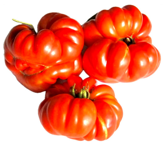 Solanum lycopersicum TOMATO "Costoluto Genovese' SEEDS