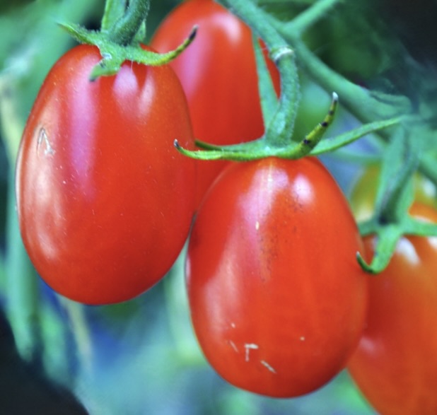 Solanum lycopersicum var. esculentum TOMATO 'Petomech' SEEDS