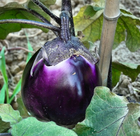 Solanum melongena var. esculentum EGGPLANT 'Violet of Florence' SEEDS