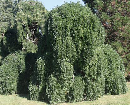 Sophora japonica (syn. Styphnolobium japonicum)