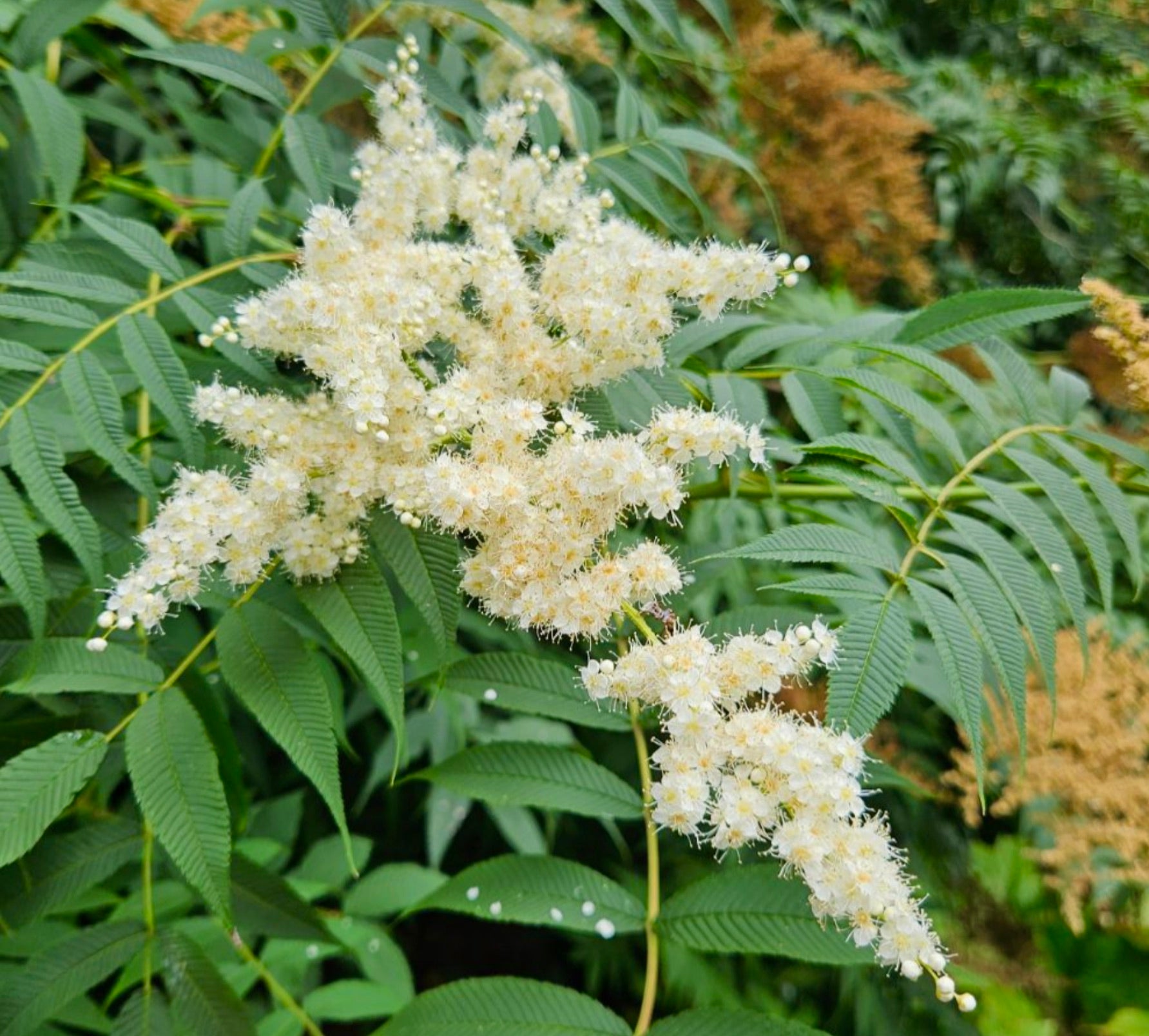 소르바리아 아설젠스는 섬세한 크리미한 흰색 꽃송이와 톱니 모양의 초록 잎을 가지고 있습니다