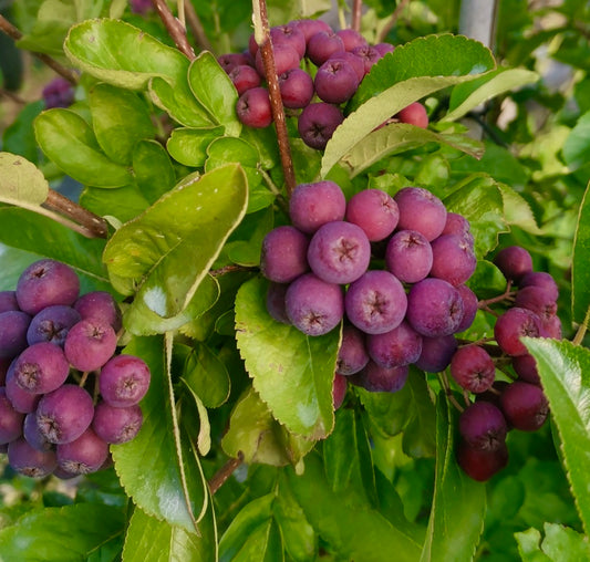 Sorbaronia fallax clusters of ripe purple berries with glossy green leaves