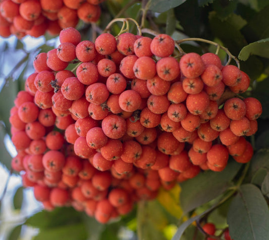 Sorbus aucuparia bright orange clustered berries with green leaves background