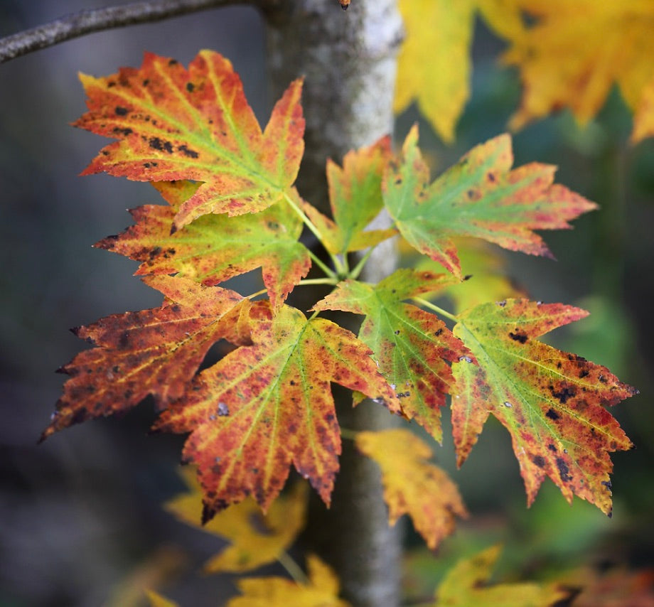 Sorbus torminalis