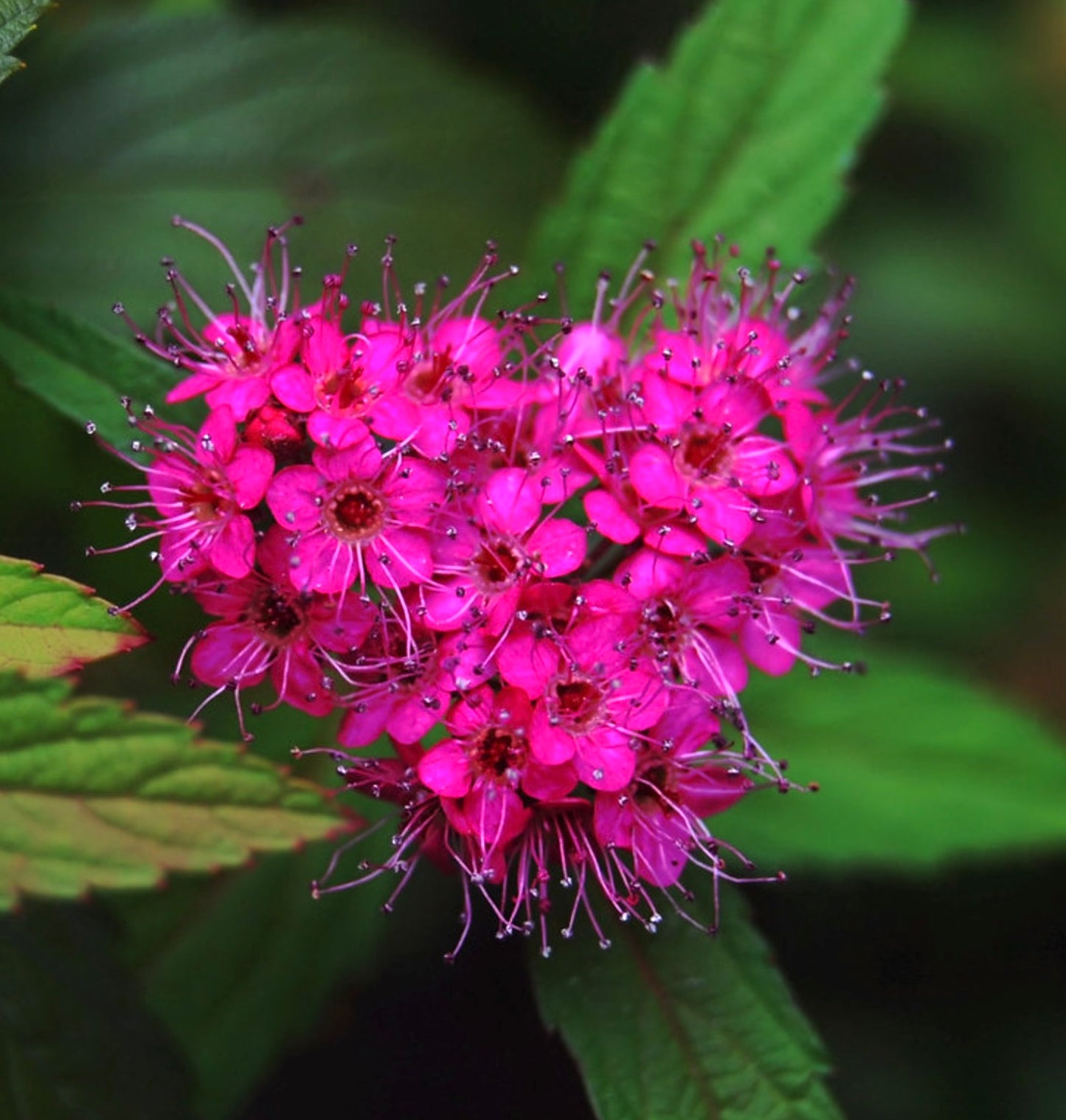 Spirea japonica bright pink clustered flowers with delicate stamens and green serrated leaves