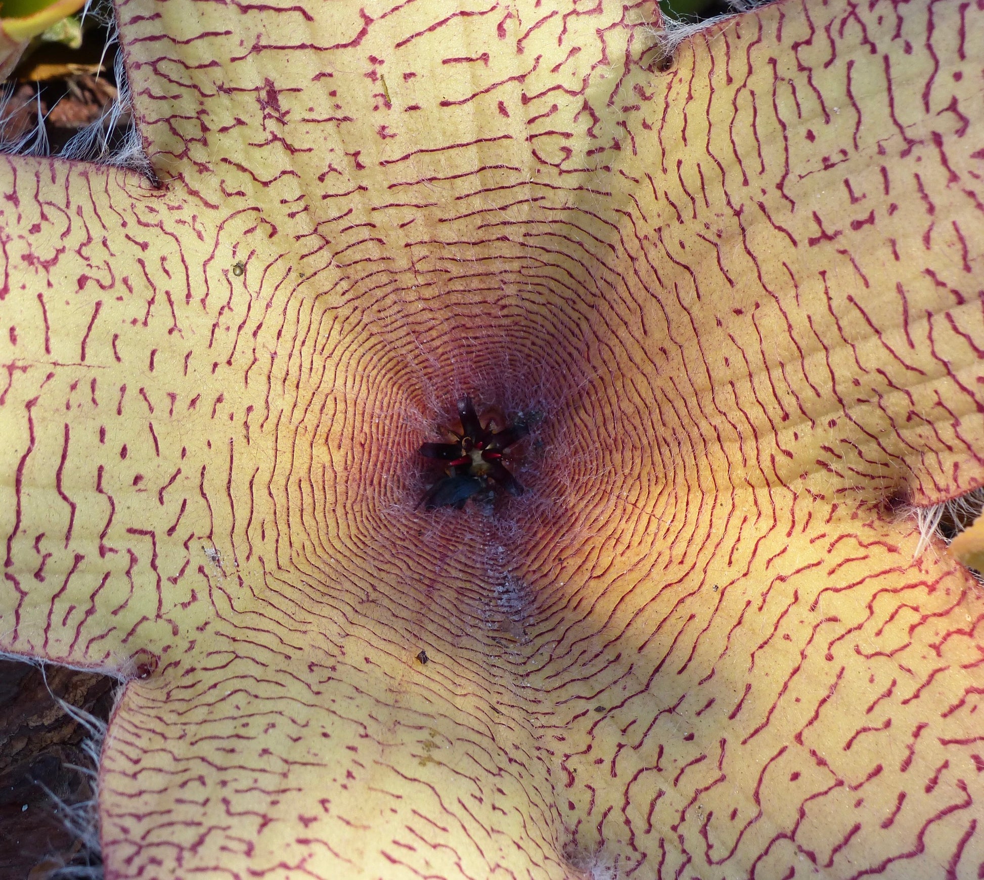 Stapelia gigantea large star-shaped succulent flower with yellow and red veins