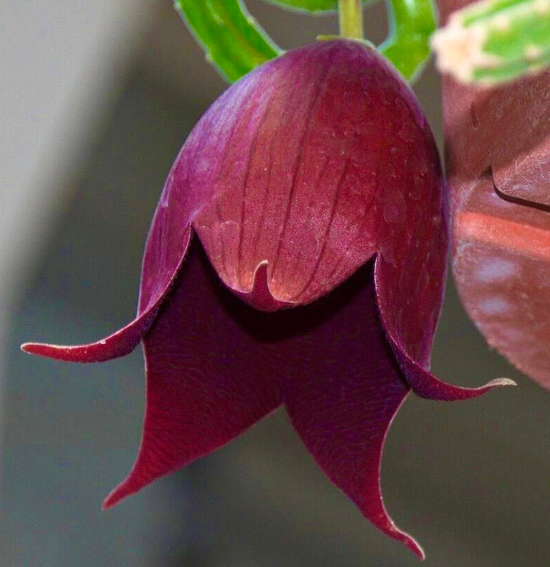 Stapelia leendertziae dark purple star-shaped succulent flower close-up