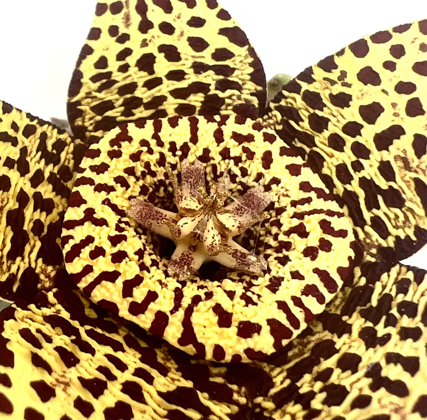 Stapelia (sin. Orbea) variegata 10-15cm