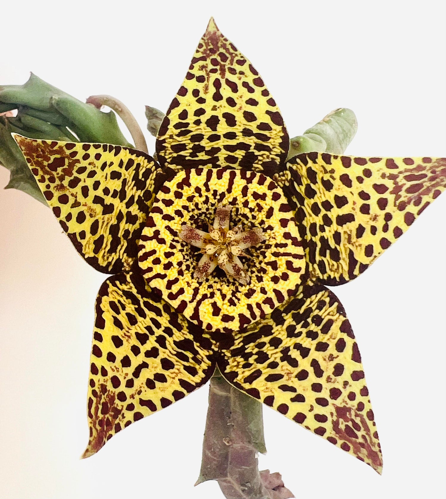 Fiore succulento a forma di stella di Stapelia variegata con motivo maculato giallo e rosso scuro