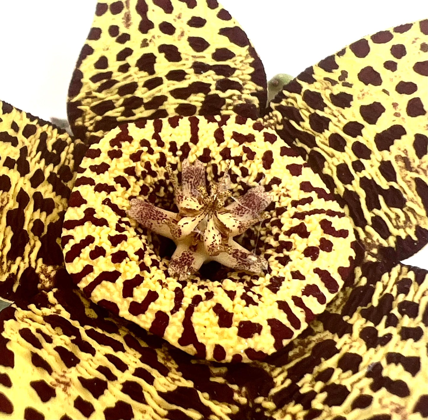 Stapelia (sin. Orbea) variegata SEEDS