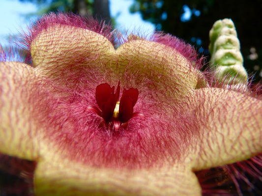 Stapelia affinis hirsuta RH532 SEEDS